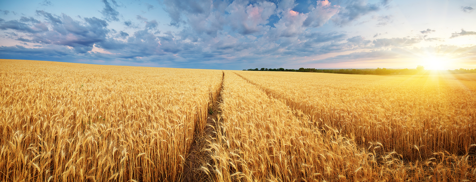 wheat field with a cloudy blue sky during sunset